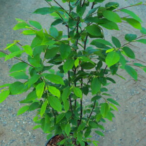 CARPINUS