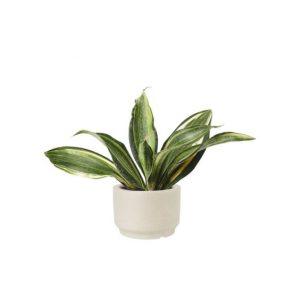 Aglaonema Silver